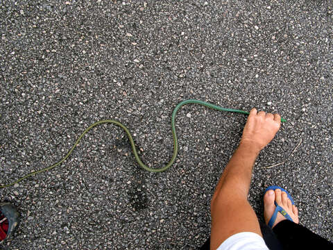 Image of Green Parrot Snake