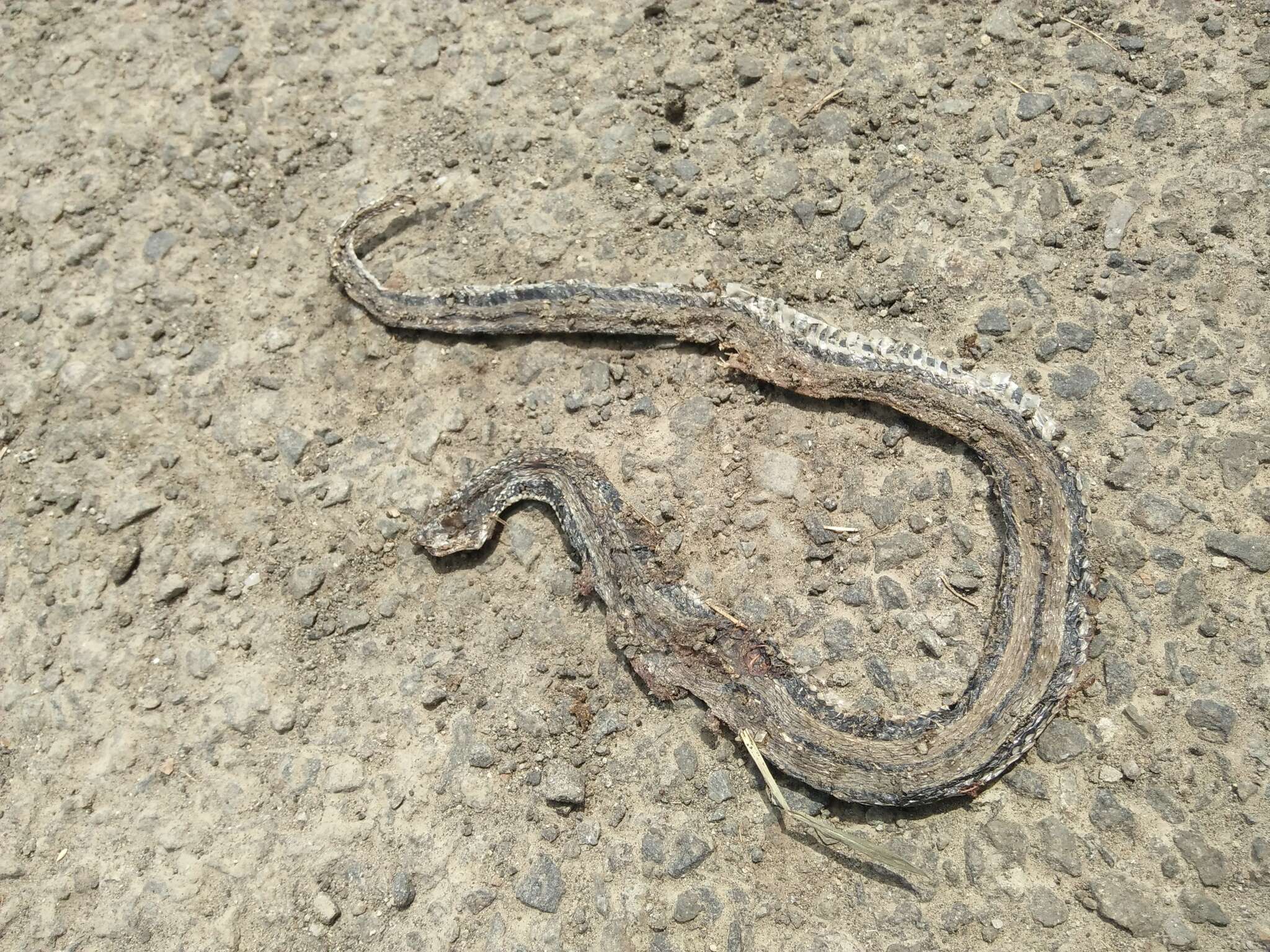 Image of Banded Keelback