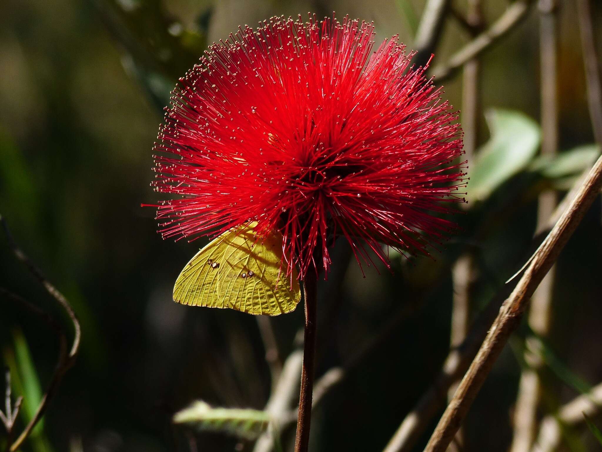 Calliandra dysantha Benth.的圖片