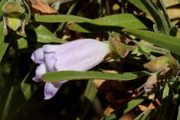 Image de Eremophila freelingii F. Muell.