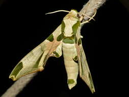 Image of Batocnema africanus (Distant 1899)