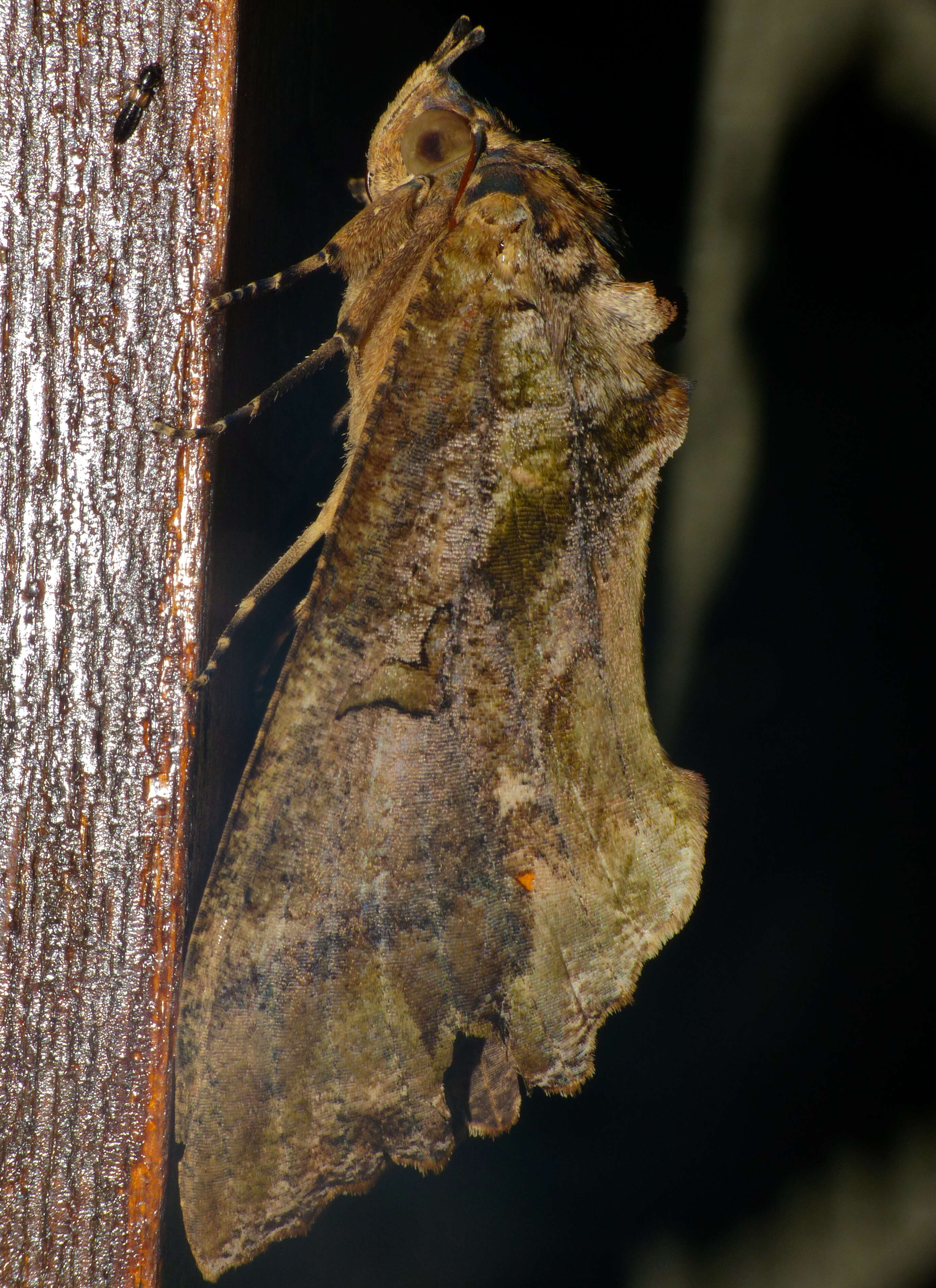 Image of Eudocima phalonia