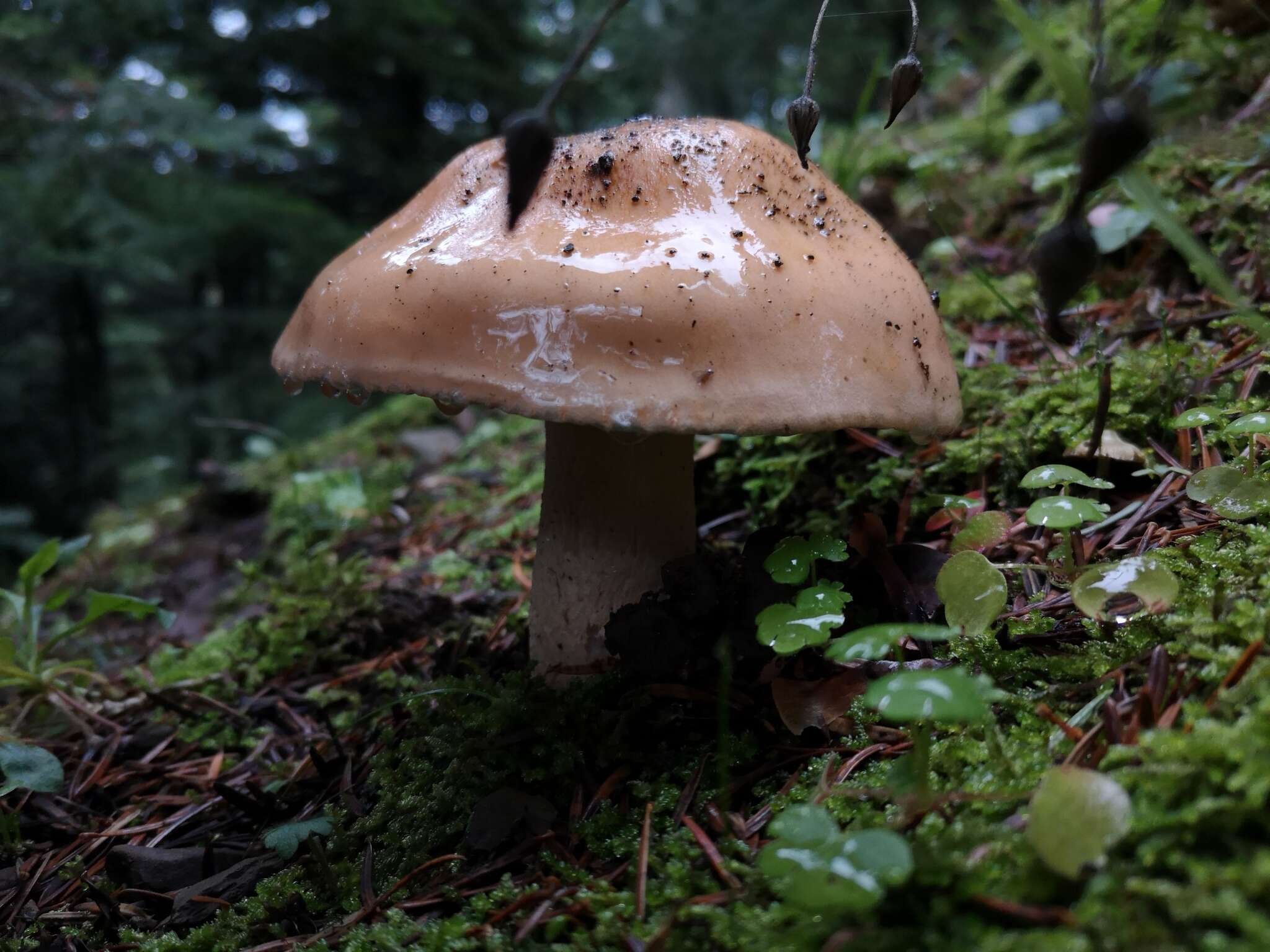 Hygrophorus pudorinus (Fr.) Fr. 1836的圖片