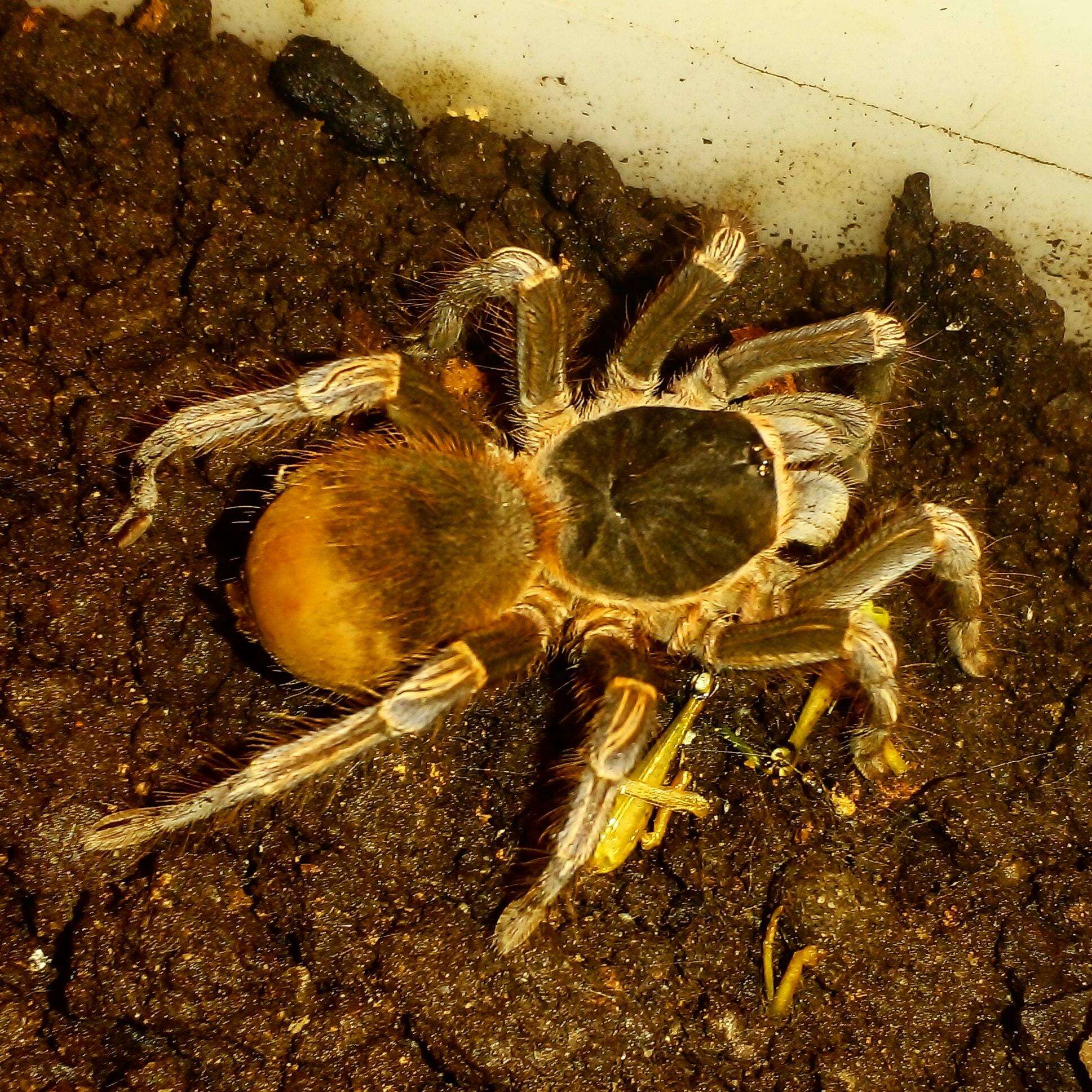 Image de Acanthoscurria simoensi Vol 2000