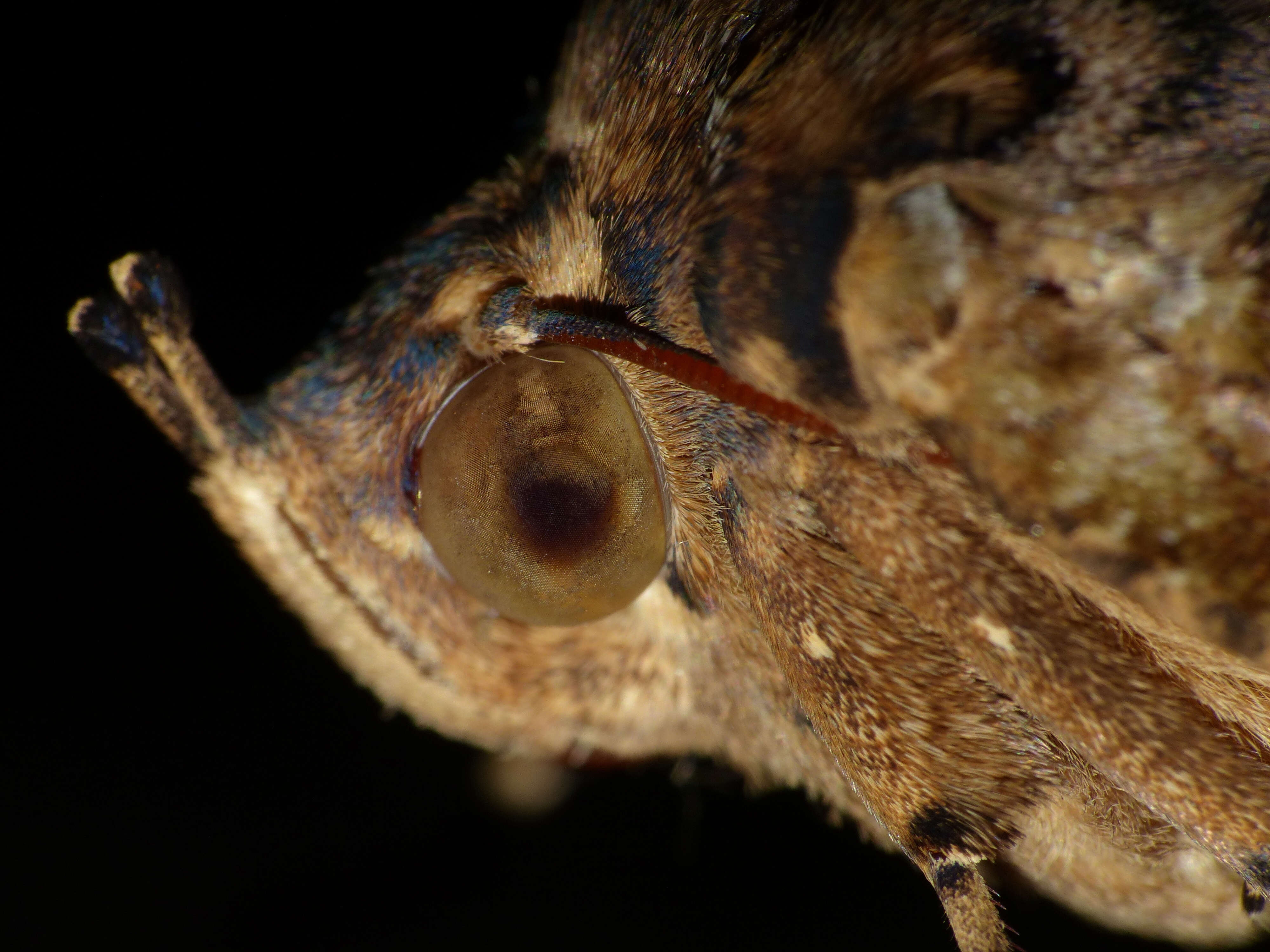 Image of Eudocima phalonia