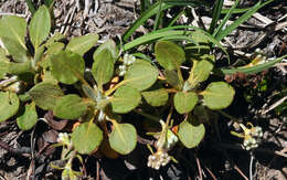 Image of Shasta buckwheat