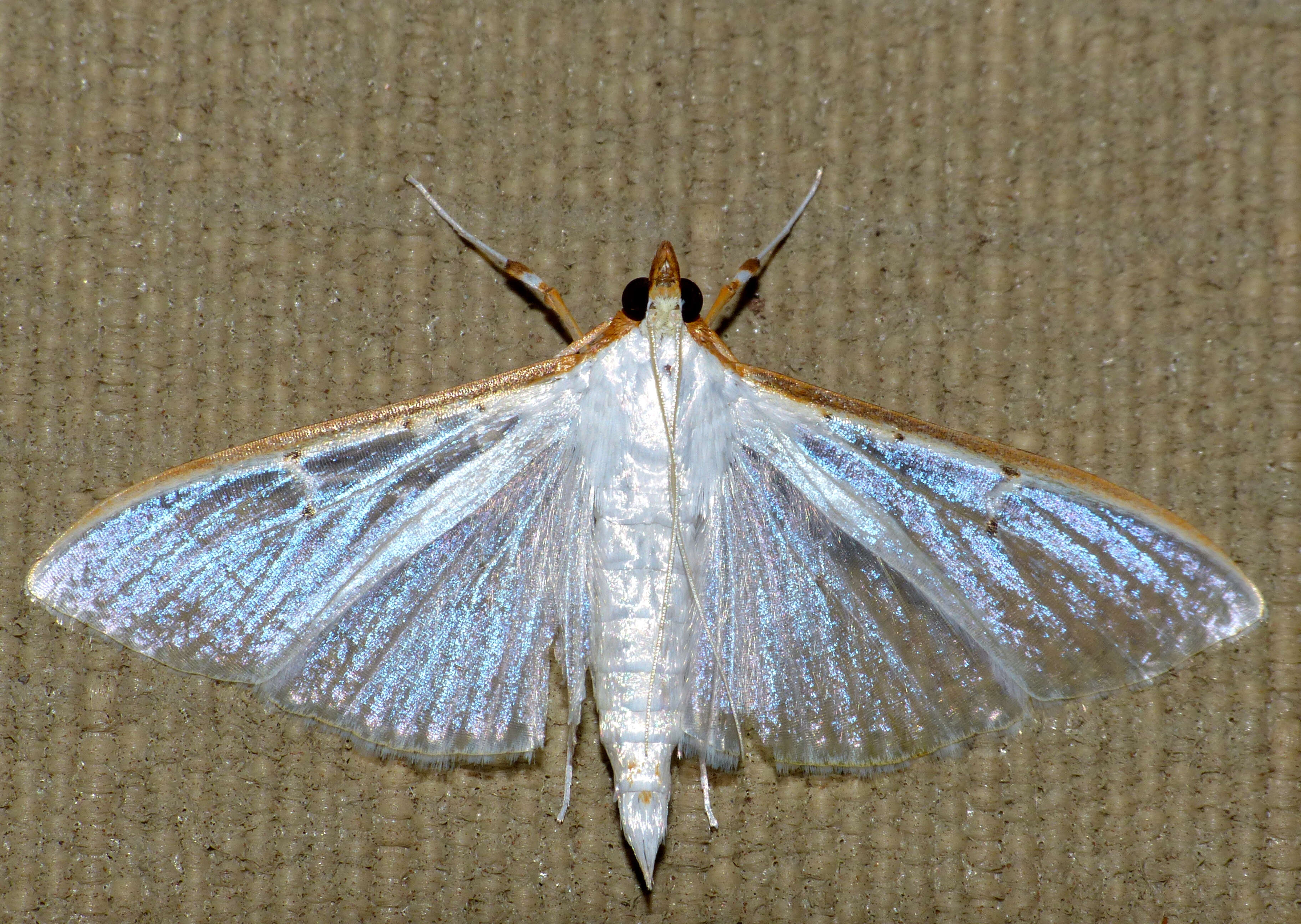 Image of Palpita vitrealis Rossi 1794