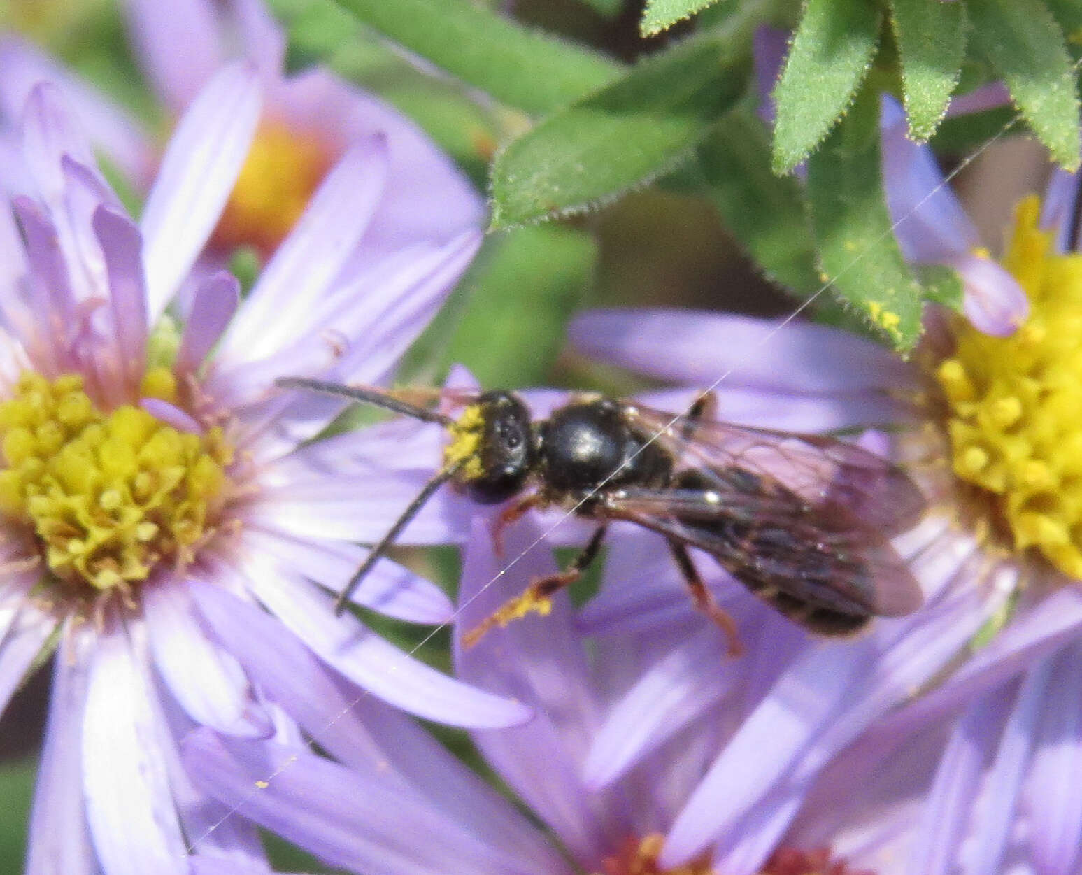 Plancia ëd Lasioglossum fuscipenne (Smith 1853)