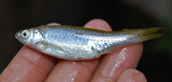 Image of Silver rasbora