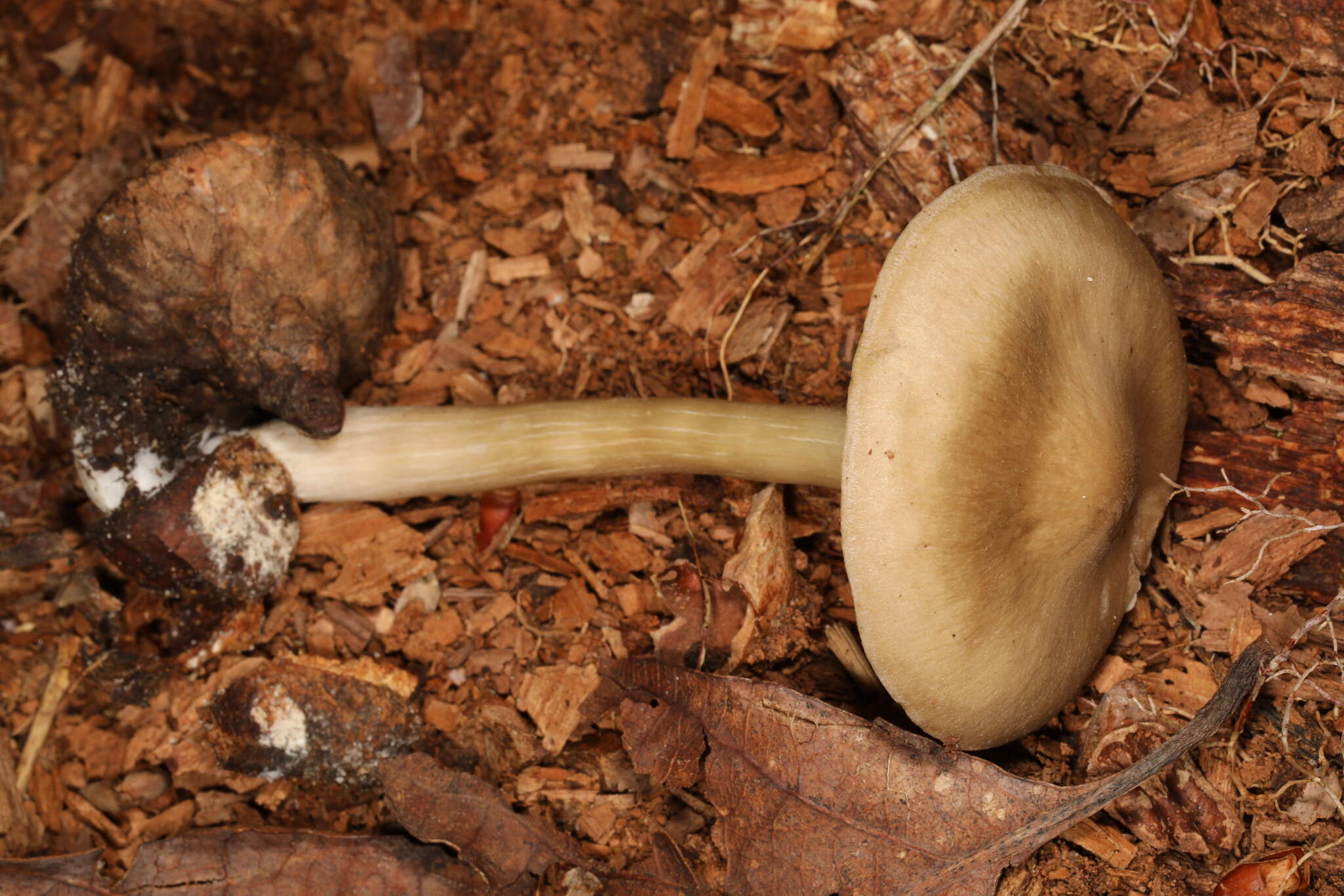 Image of Entoloma griseum Peck 1904