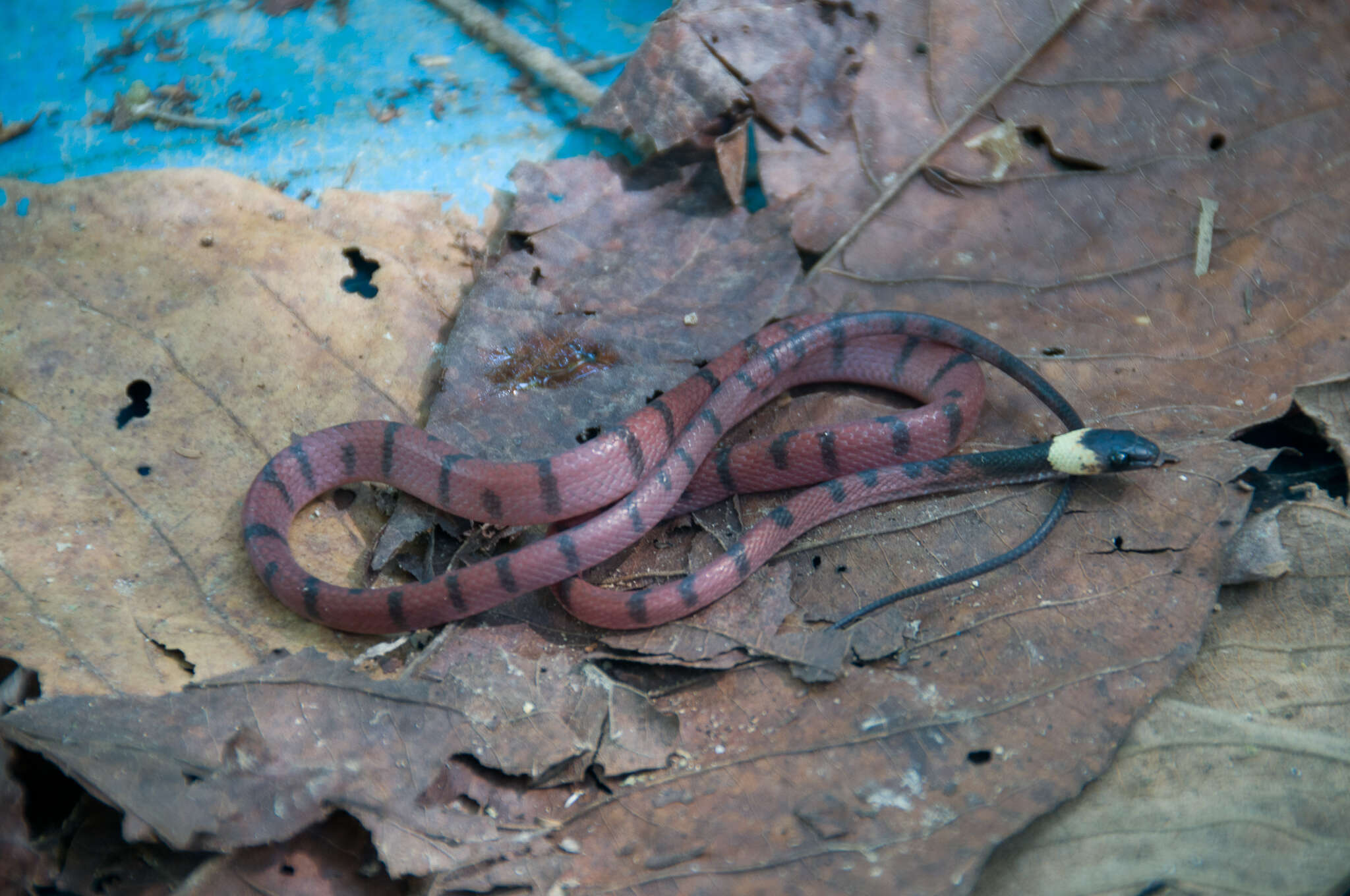 Imagem de Siphlophis compressus (Daudin 1803)