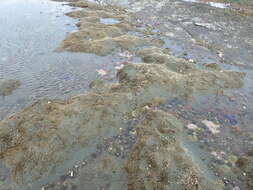 Image of glassy tubeworm