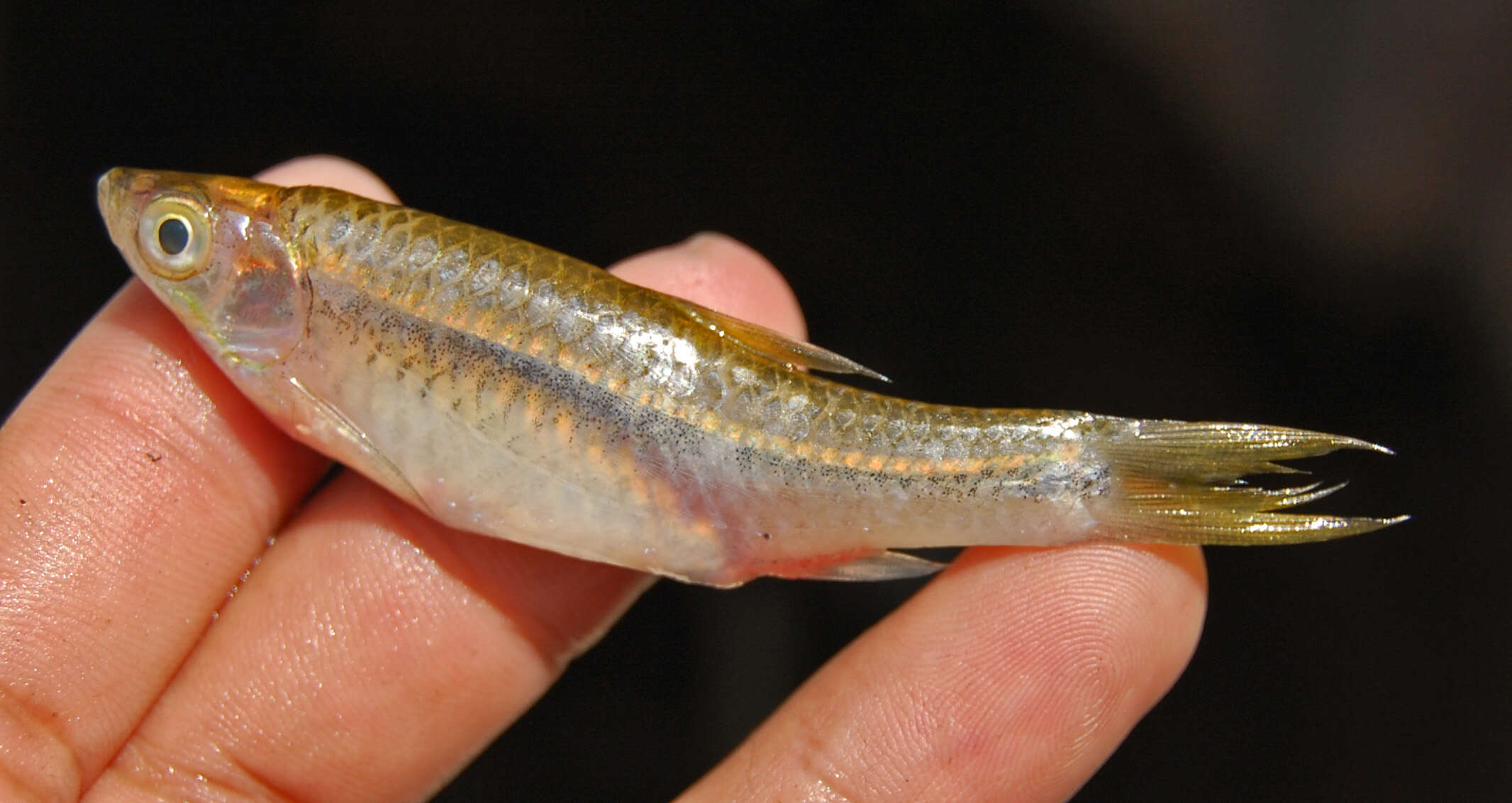 Image of Silver rasbora