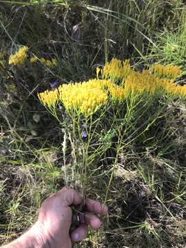 Image of Pineland Rayless-Goldenrod