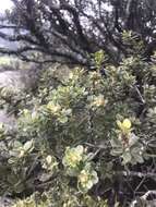 Image of Ilex kunthiana Triana