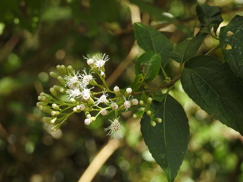 Image of Ageratina pichinchensis (Kunth) R. King & H. Rob.