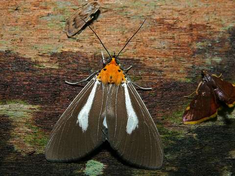 Image de Asota heliconia Linnaeus 1758