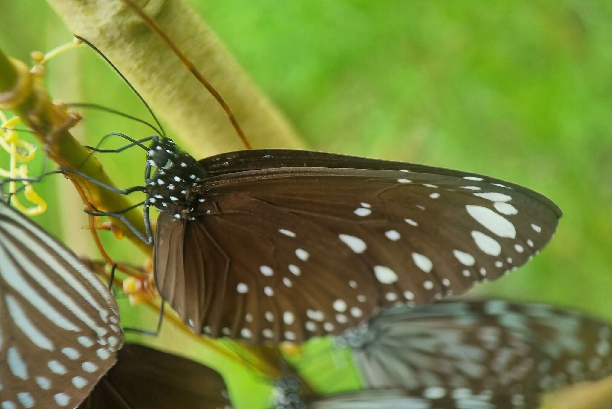 Euploea crameri Lucas 1853的图像