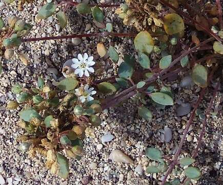 Image of <i>Drymaria <i>holosteoides</i></i> var. holosteoides