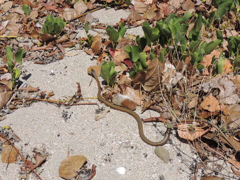 Image of Collared Whip Snake