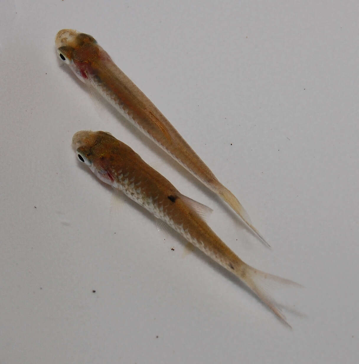 Image of Spotted barb