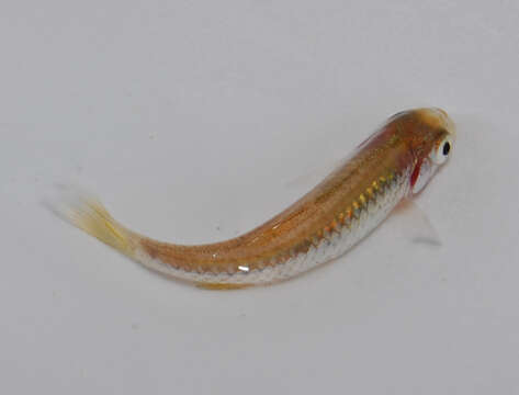 Image of Silver rasbora