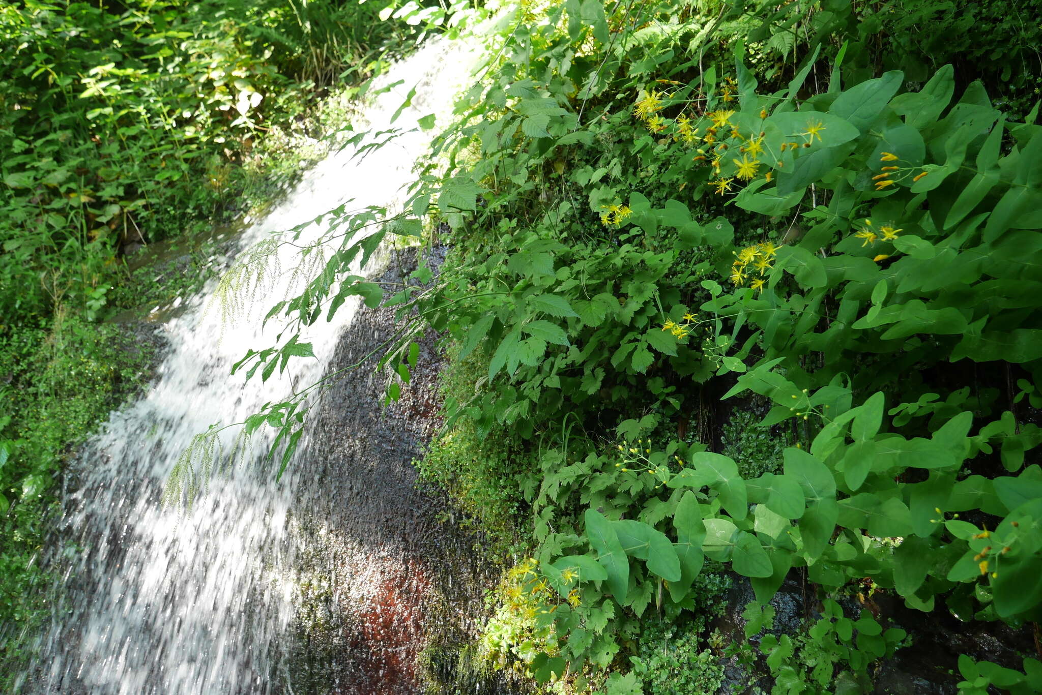 Image of Hypericum bupleuroides Griseb.