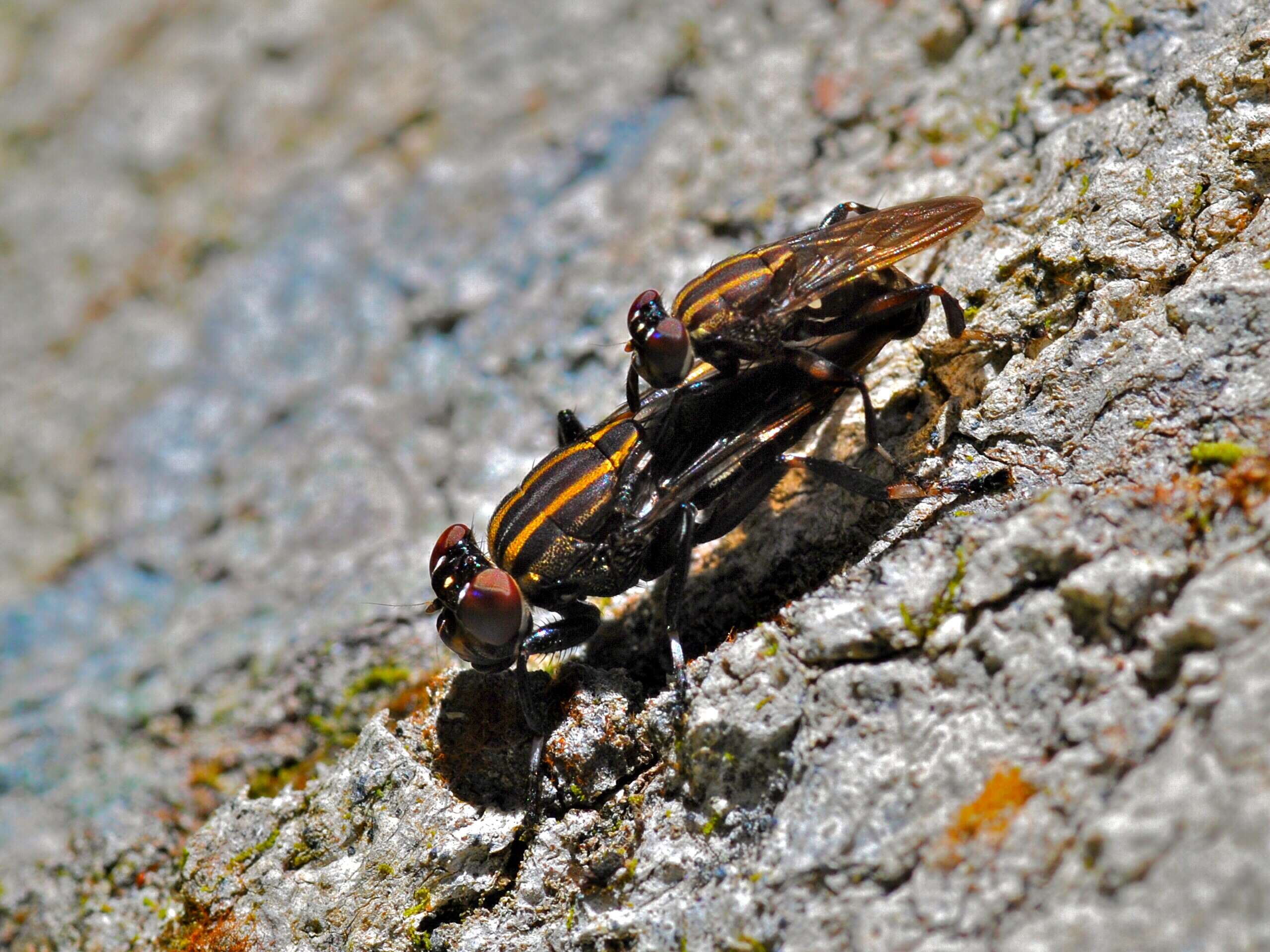 Image of ropalomerid flies