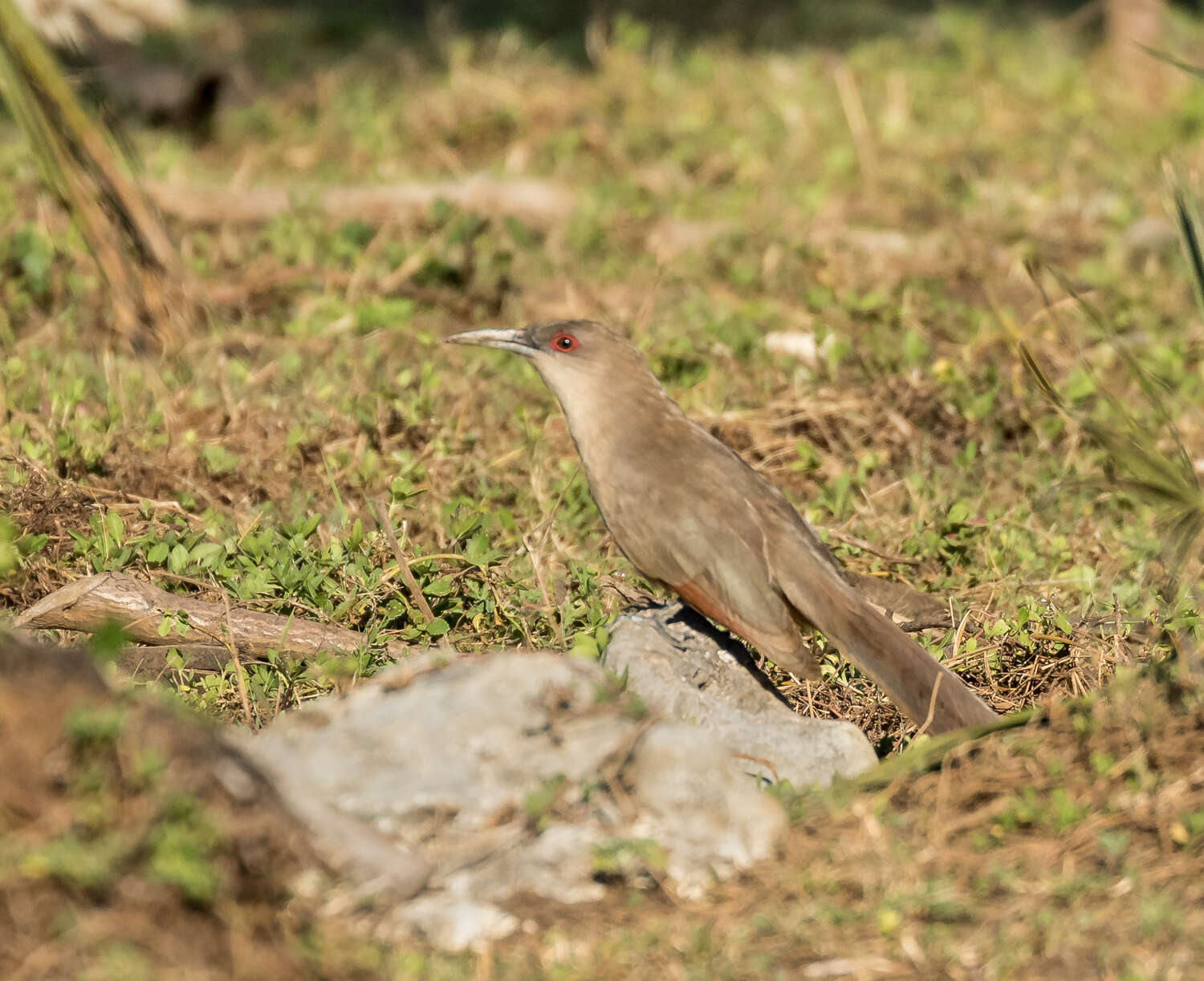 Image of Cuban Lizard-cuckoo