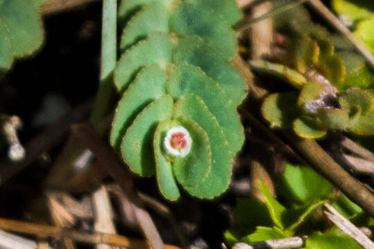 Слика од Euphorbia pergamena Small