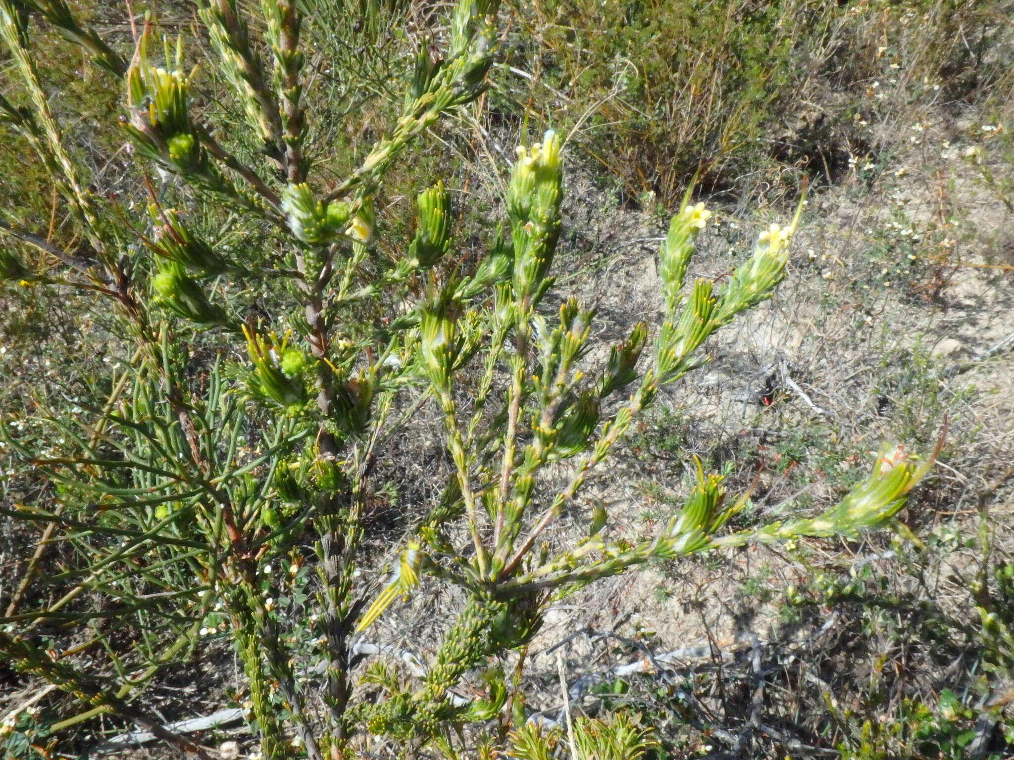 Image de Adenanthos terminalis R. Br.