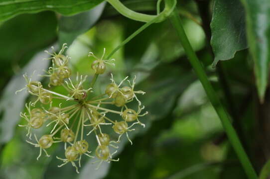 Image of Smilax riparia A. DC.