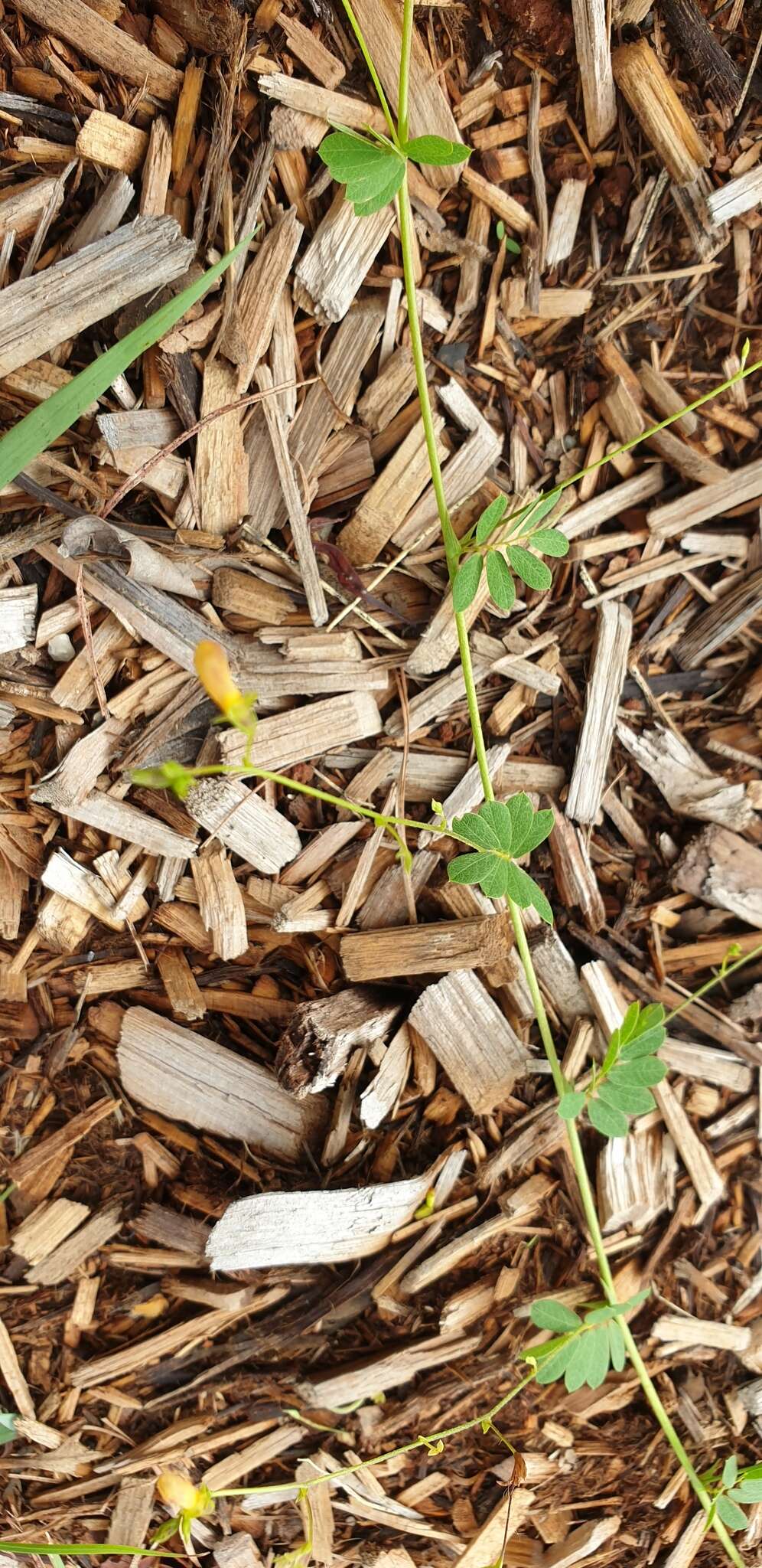 Imagem de Aeschynomene brevifolia Poir.