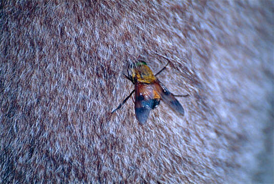 Image of horse and deer flies