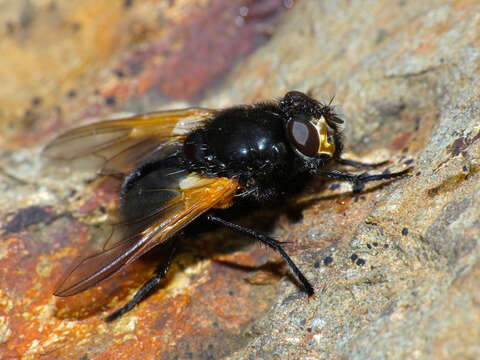 Image of Mesembrina meridiana (Linnaeus 1758)