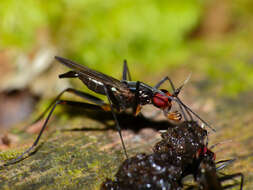 Image of stilt-legged flies