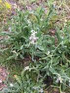 Image of Matthiola parviflora (Schousb.) W. T. Aiton