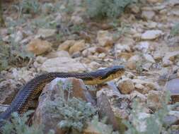 Image of East-Four-lined Ratsnake