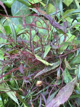 Image of Cucumber mosaic virus