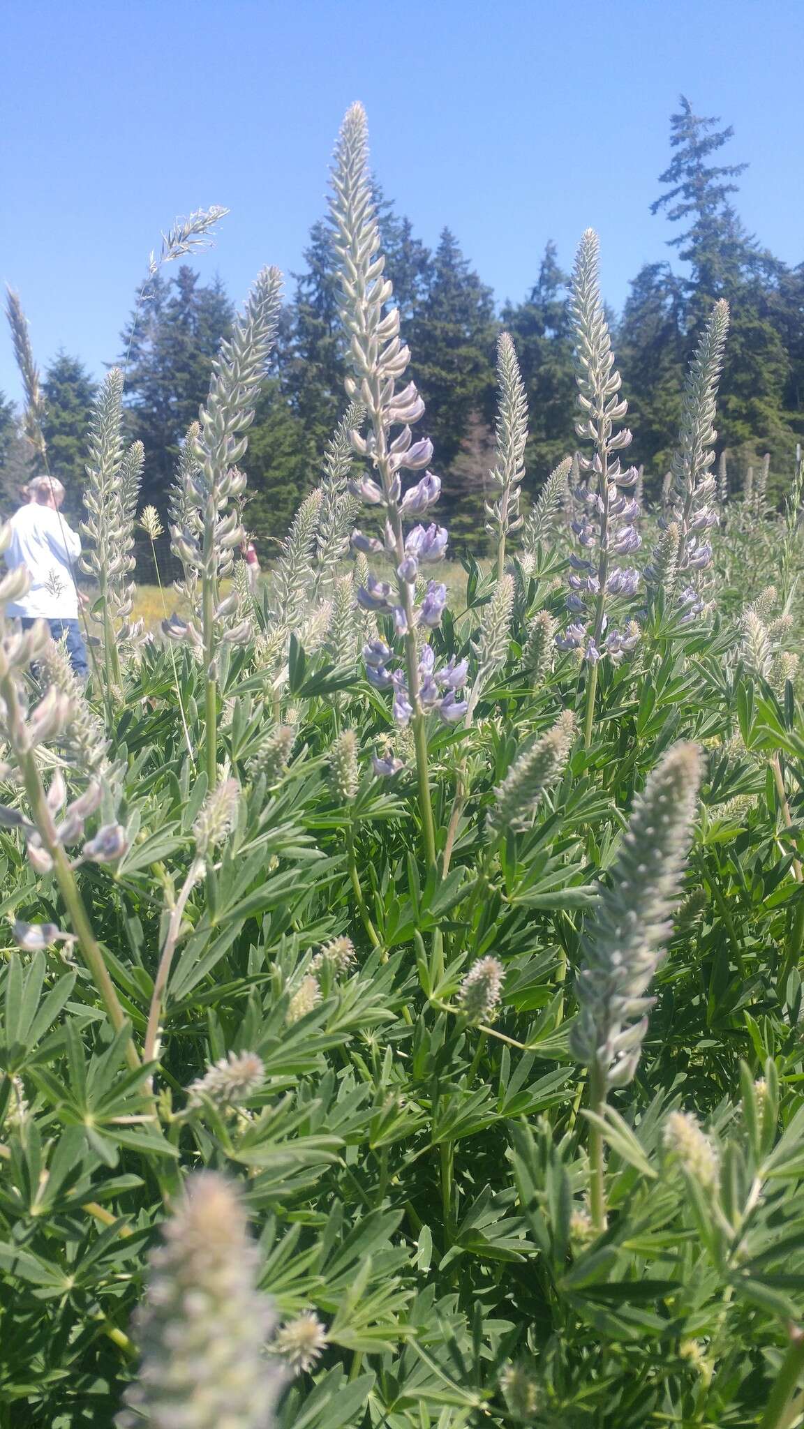 Image of sicklekeel lupine