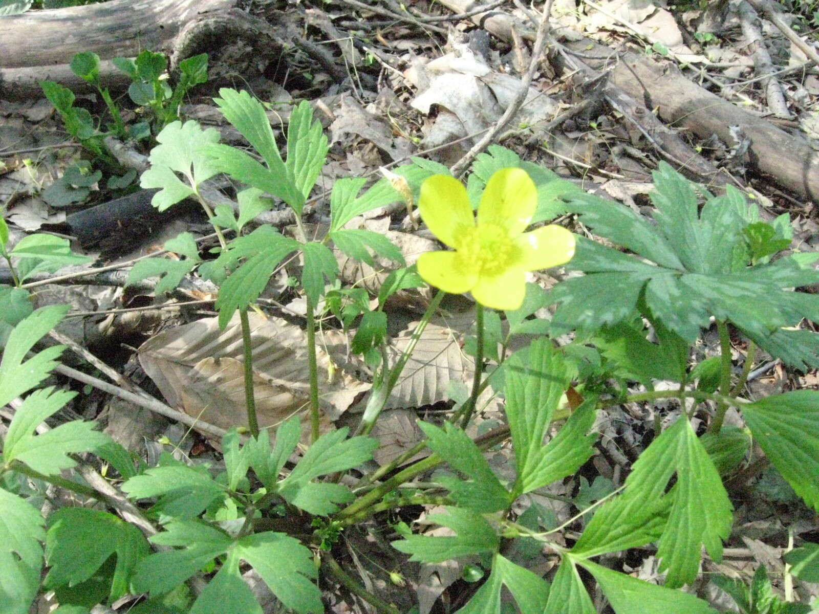 Ranunculus hispidus Michx.的圖片