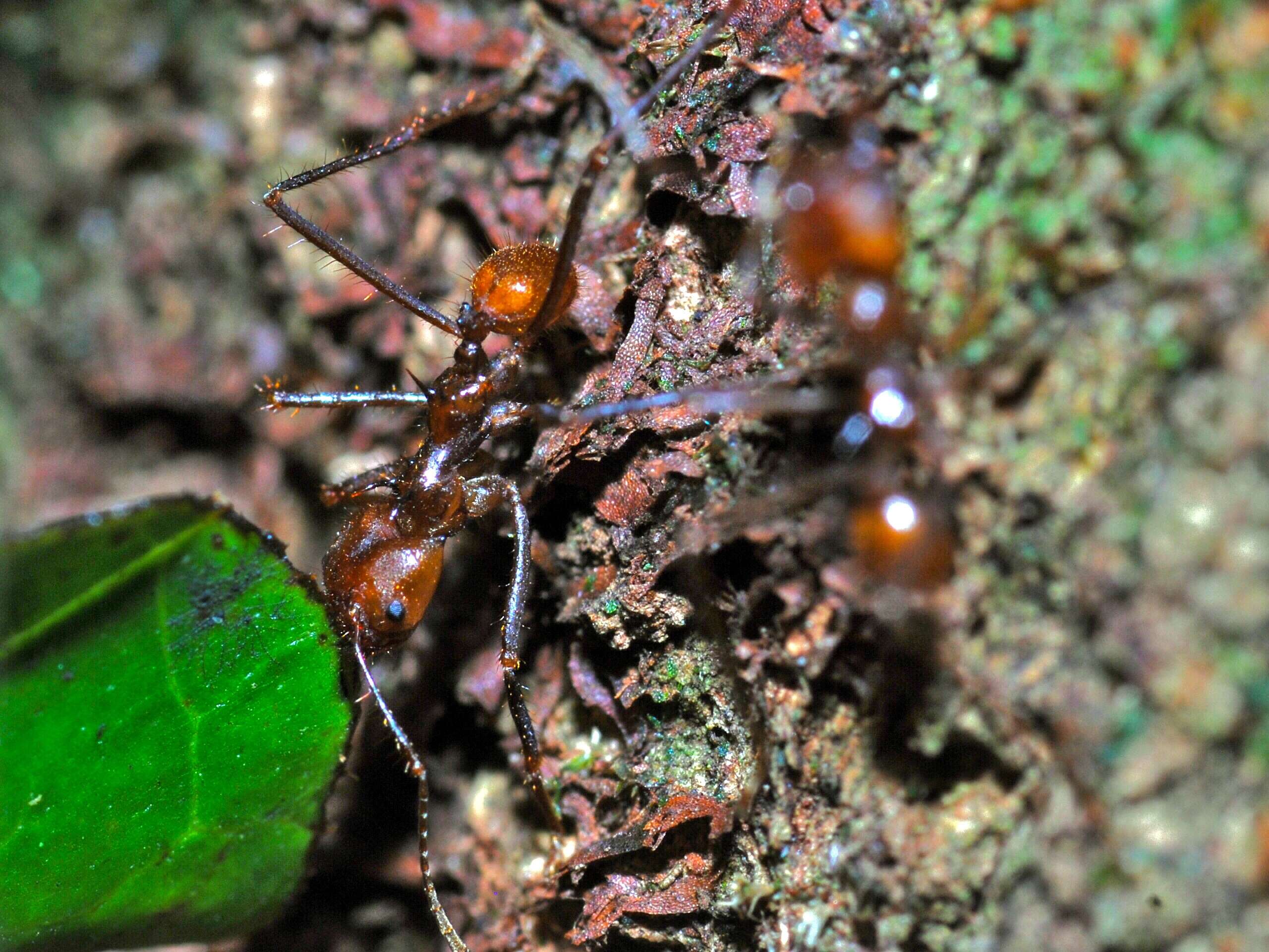 Image of Leaf-cutter ant