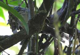 Image of Streak-headed Antbird