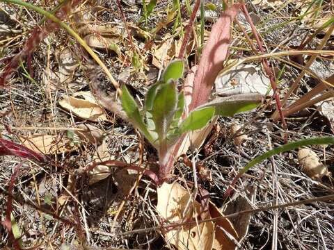 Image de Agoseris heterophylla var. cryptopleura Greene