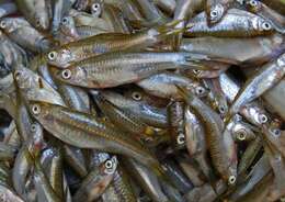 Image of Silver rasbora