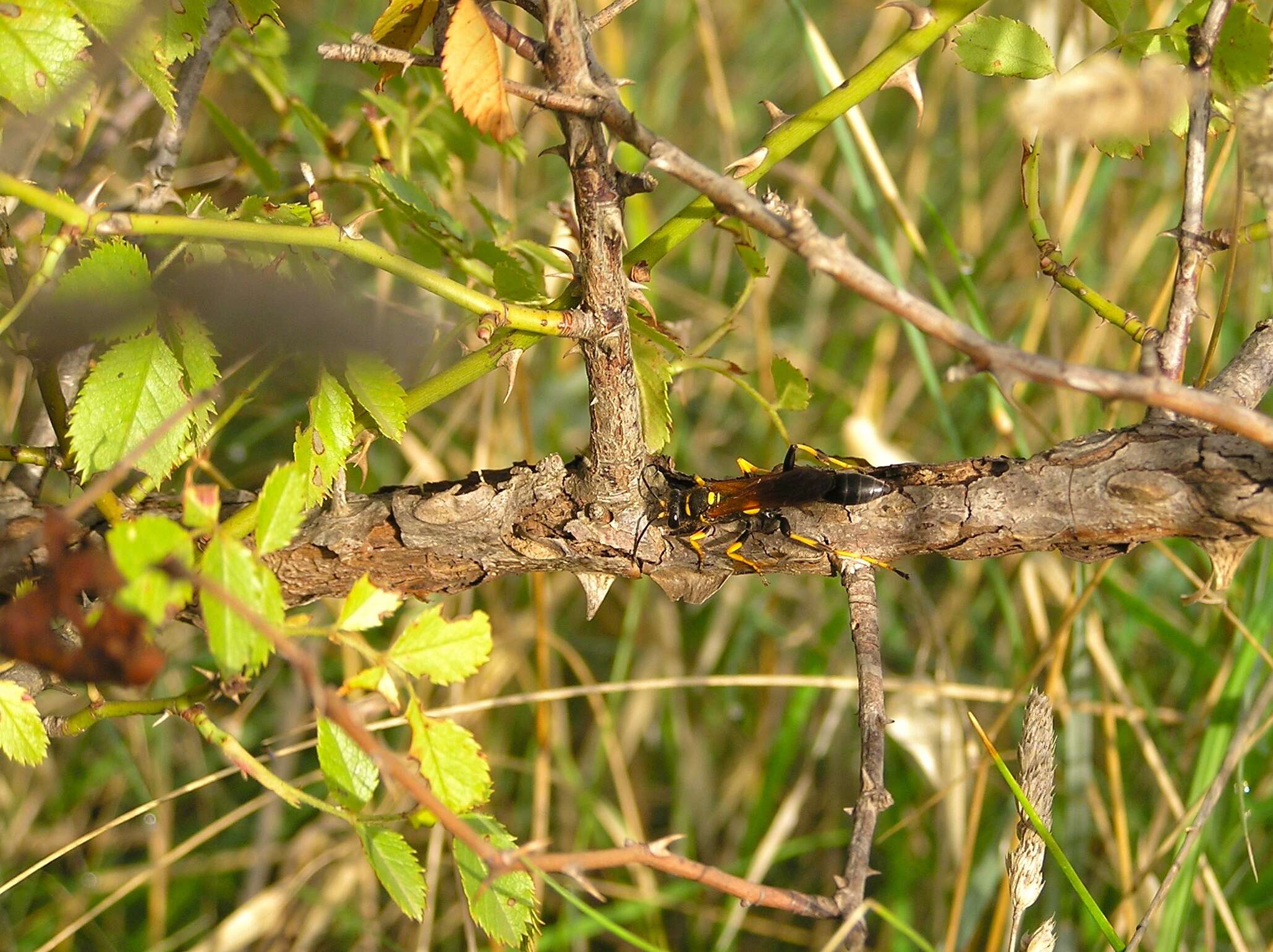 Image of mud daubers