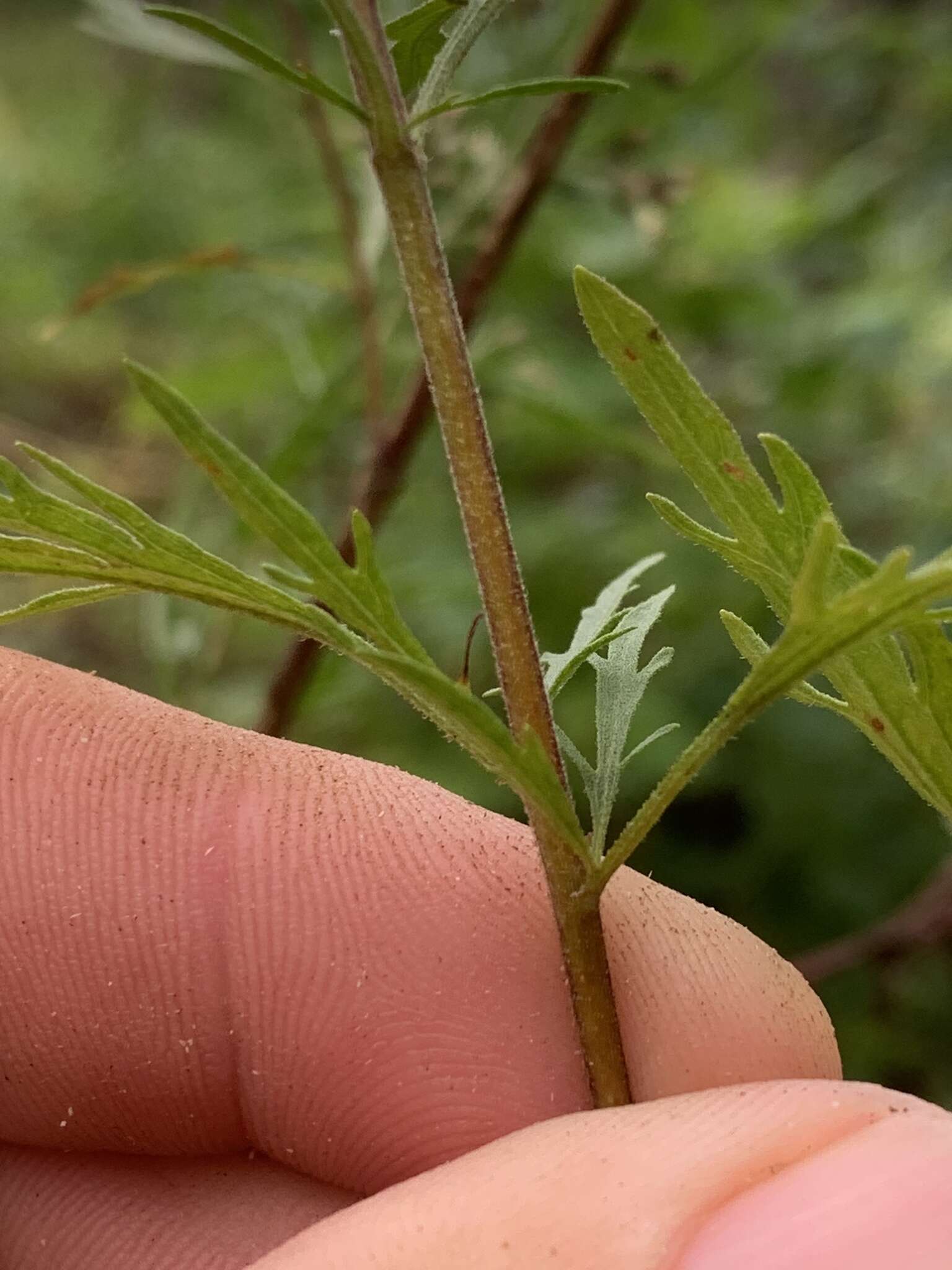 Image of thoroughwort