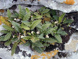 Plancia ëd Asplenium ceterach L.