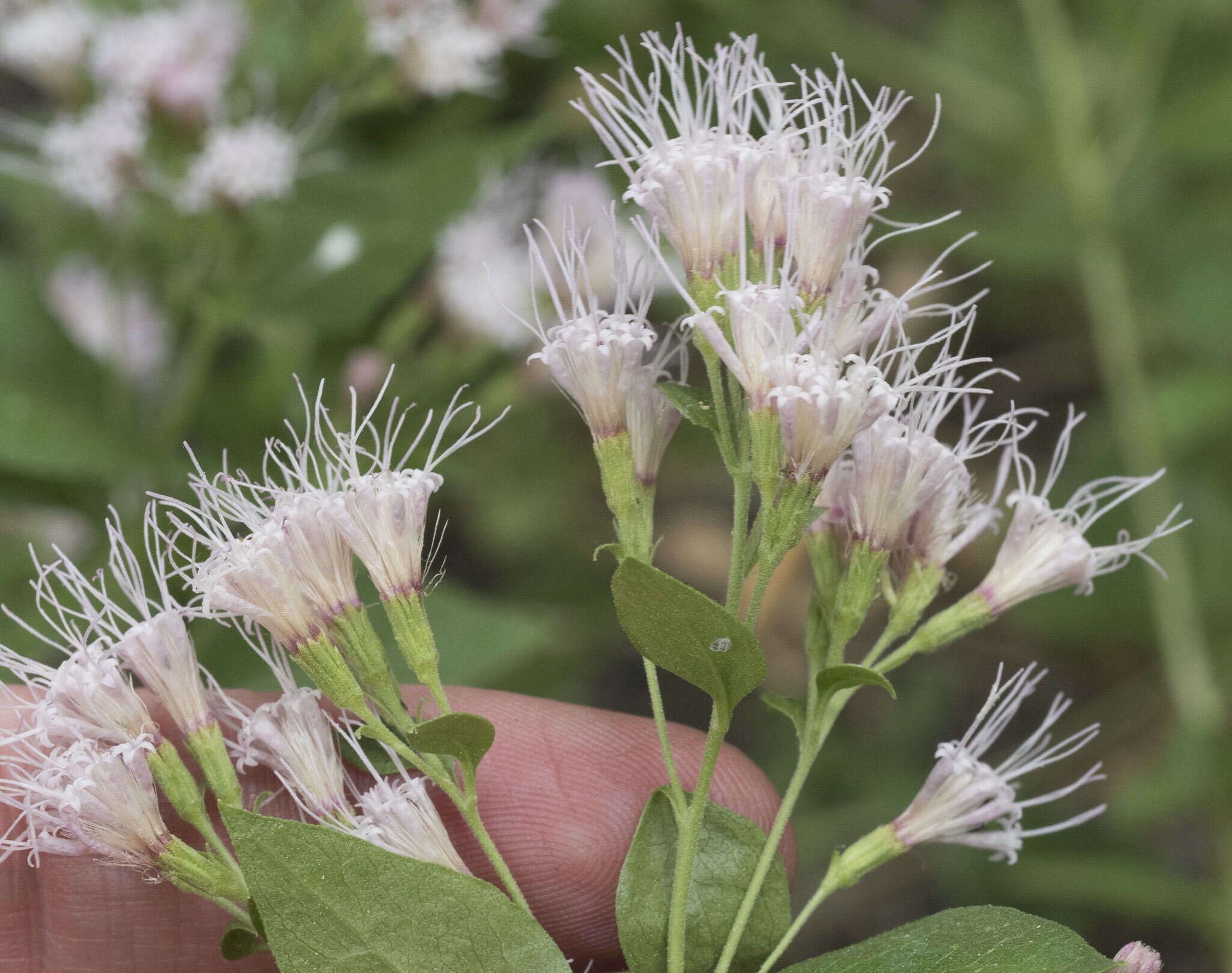 Image of western snakeroot