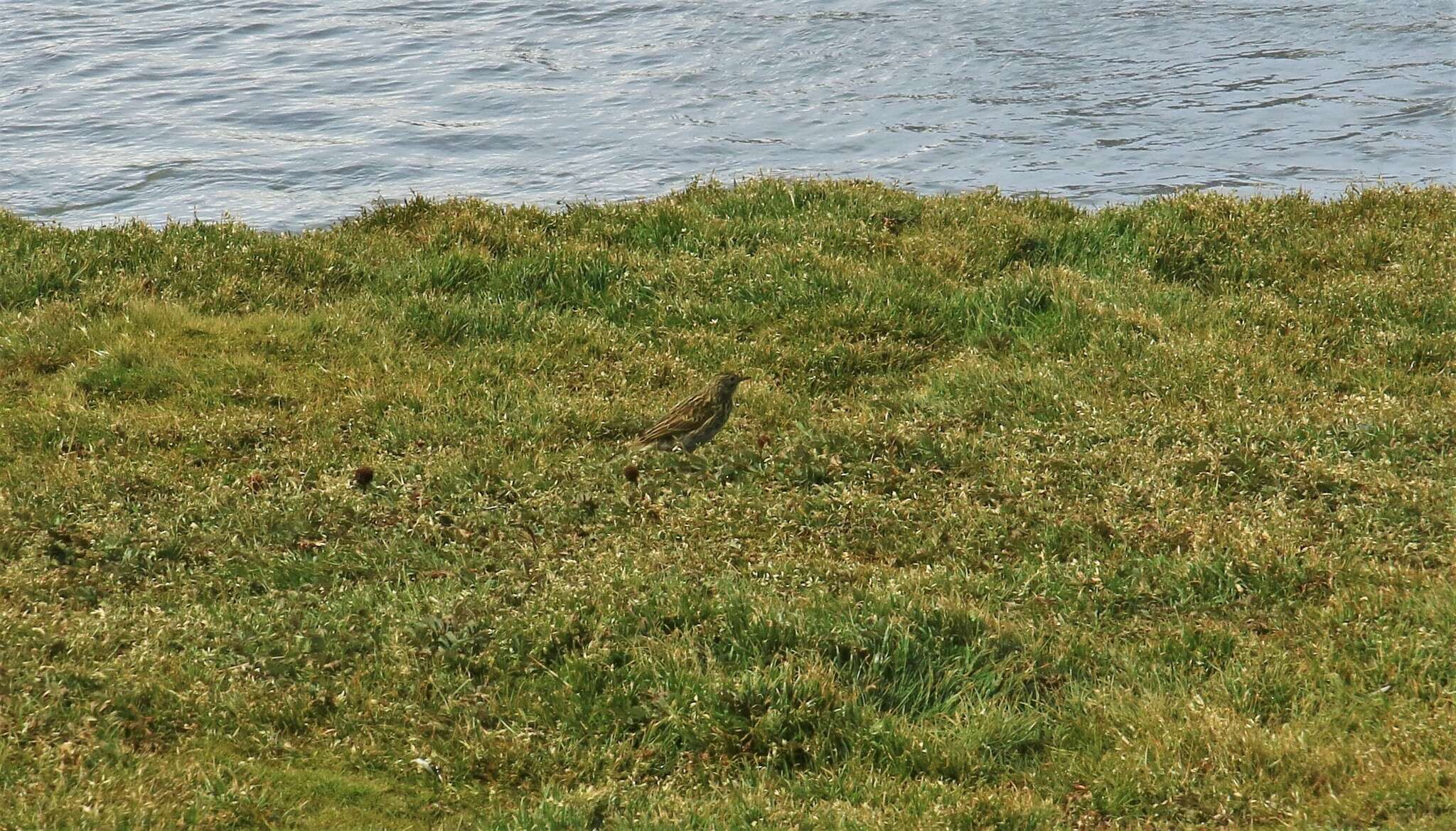 Image of South Georgia Pipit